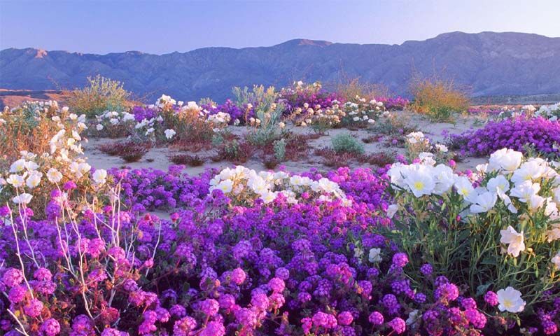 Desertul Atacama, cel mai arid loc de pe pamant, a inflorit