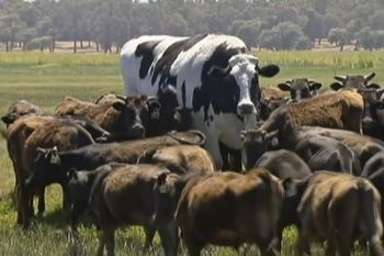 Un bou din Australia a devenit faimos datorita marimii sale