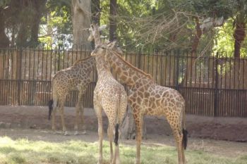 Un pui de girafa s-a sinucis la Zoo