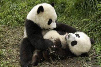 De ce dispare simpaticul ursulet Panda?