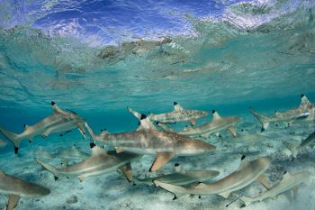 Numarul rechinilor a scazut in proportie de 92% in ultima jumatate de secol