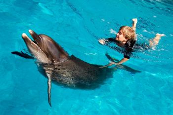 Delfinii, la fel ca oamenii, creeaza prietenii care dureaza o viata