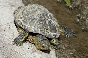 O testoasa considerata disparuta de peste 100 de ani a fost redescoperita in Galapagos