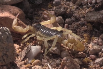 Brazilia este invadata de scorpioni veninosi