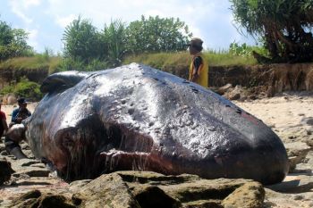 Descoperire socanta in stomacul unei balene moarte