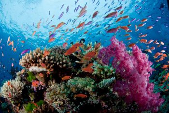 Cinci insule de corali au disparut din cauza cresterii nivelului marii