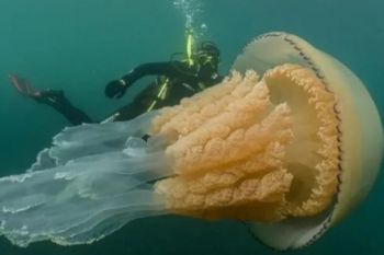 O meduza de dimensiunea unui om, descoperita in largul coastei Cornwall