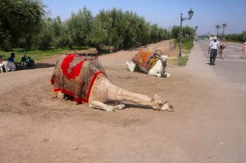 Calator prin lume: Marocul, o tara unica (FOTO) - foto 17