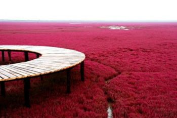 Plaja rosie din nord-estul Chinei (FOTO) - foto 2