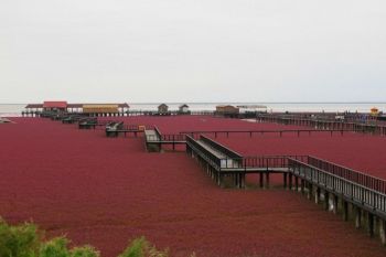 Plaja rosie din nord-estul Chinei (FOTO) - foto 3