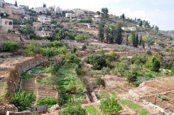 Aproape de Ierusalim: Extraordinarul taram al maslinilor si vitei de vie